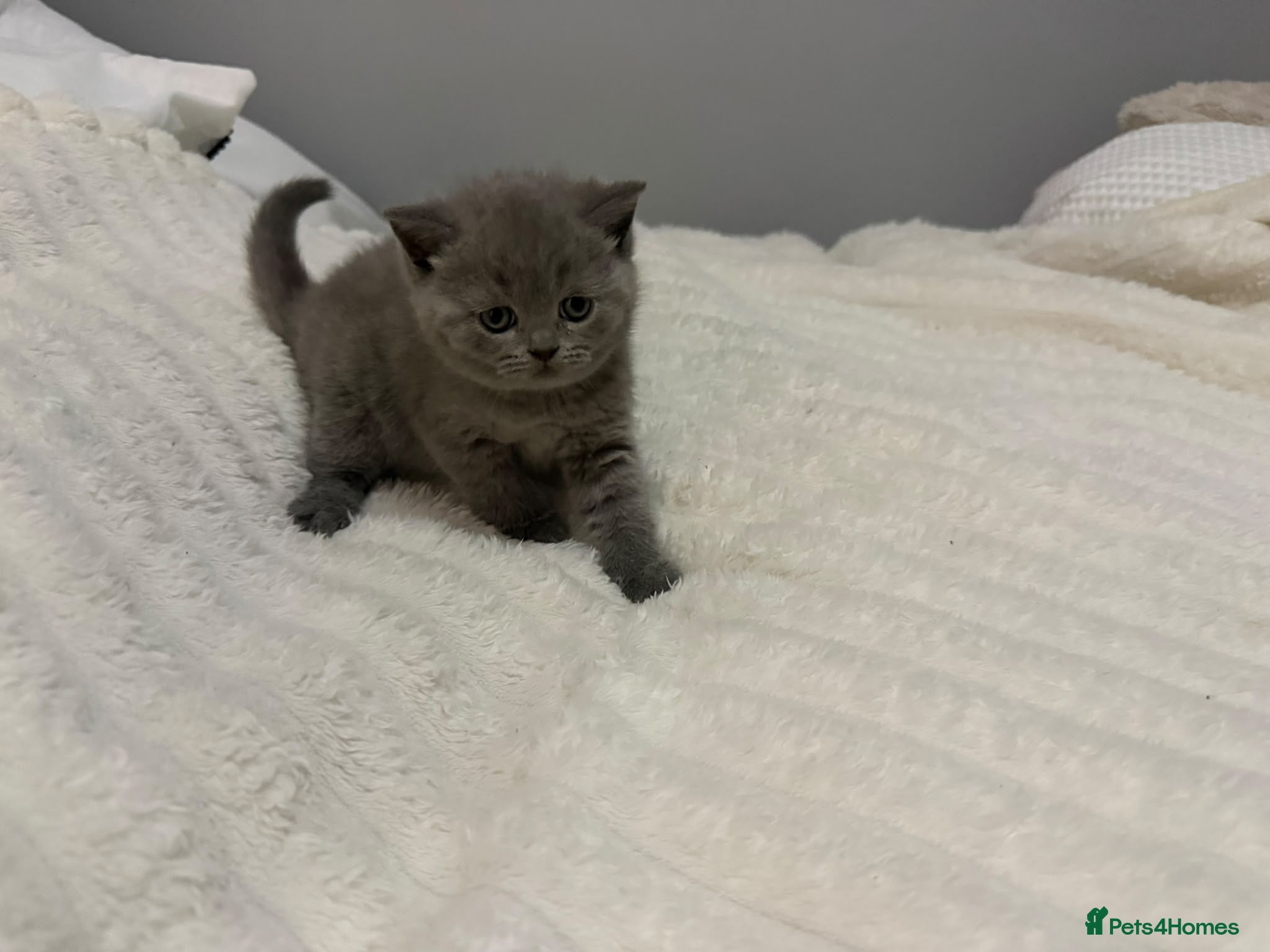 British Shorthair cats ☆☆ perfect chunky & fluffy, large blue boy left ☆☆ - Advert 2