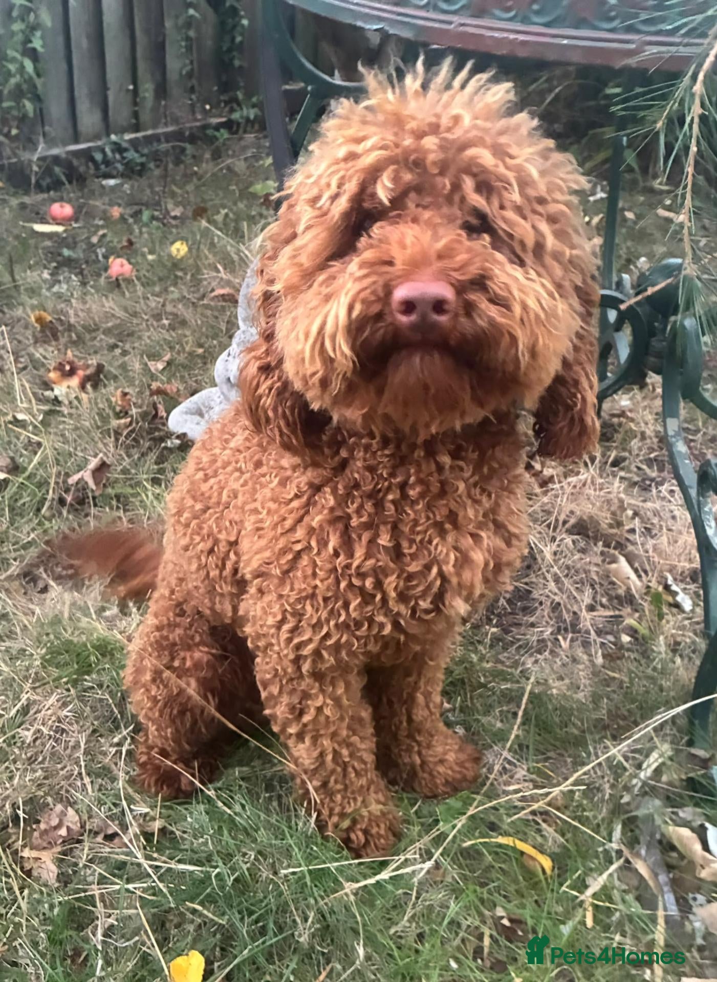 Cockapoo dogs 🌟 Superb chocolate sable cockapoo pups 🌟 - Advert 2