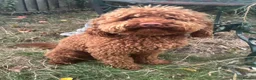 Cockapoo dogs for sale: 🌟 Superb chocolate sable cockapoo pups 🌟 in Maldon - Advert 2