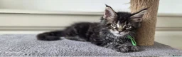Maine Coon cats for sale: TICA REGISTERED MAINE COONS - Advert 20