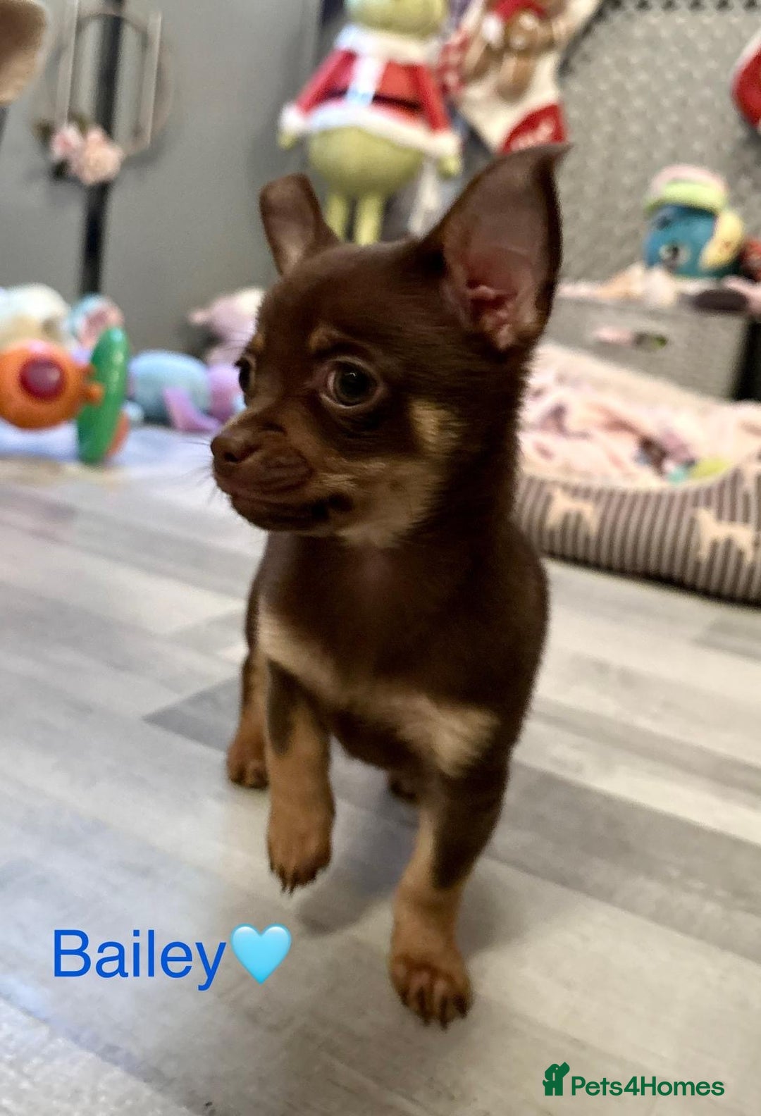 Chihuahua dogs for sale: Chihuahua Puppies Ready Now  - Advert 7