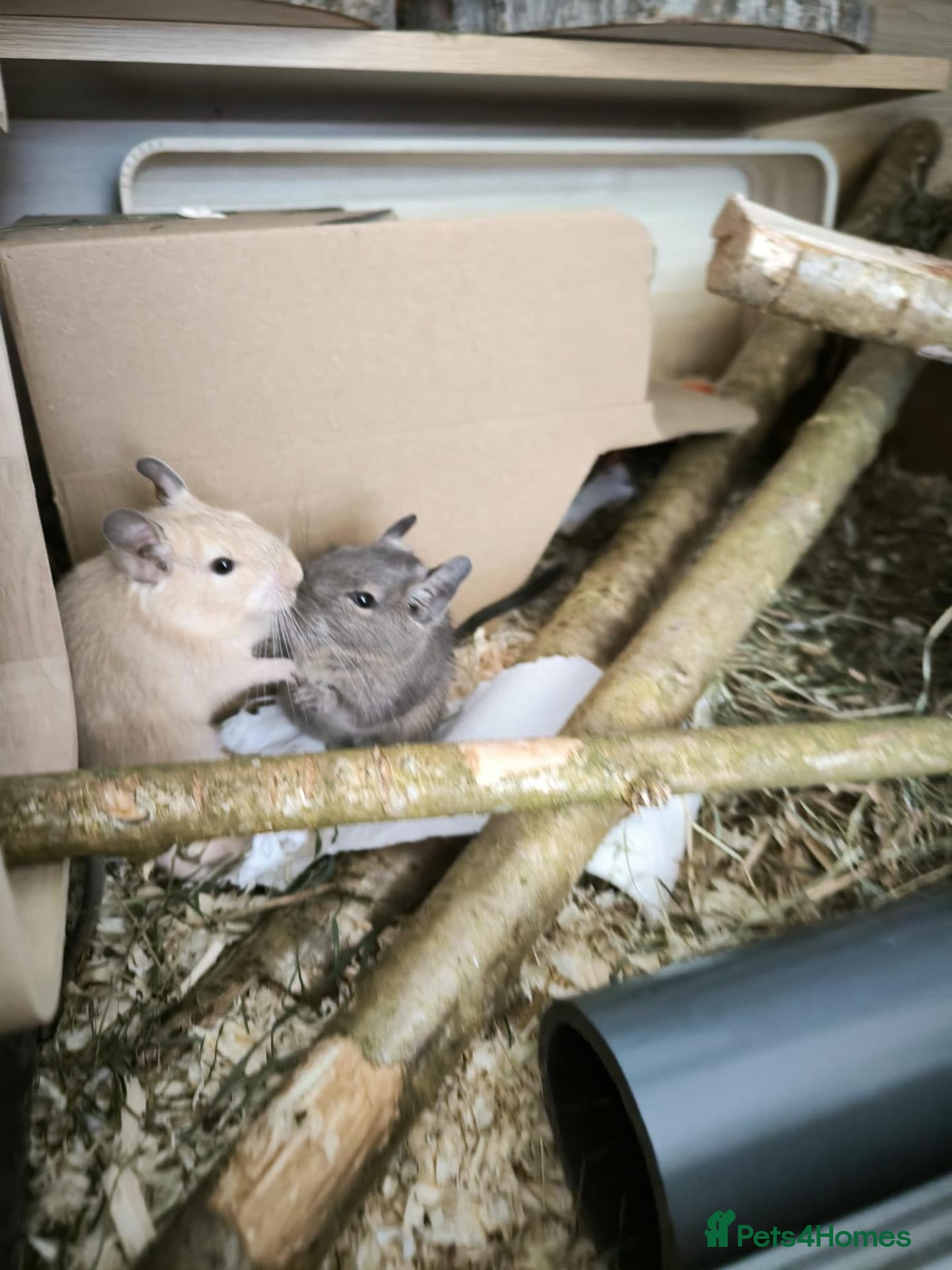 Degus rodents Degus x 2 male  - Advert 1
