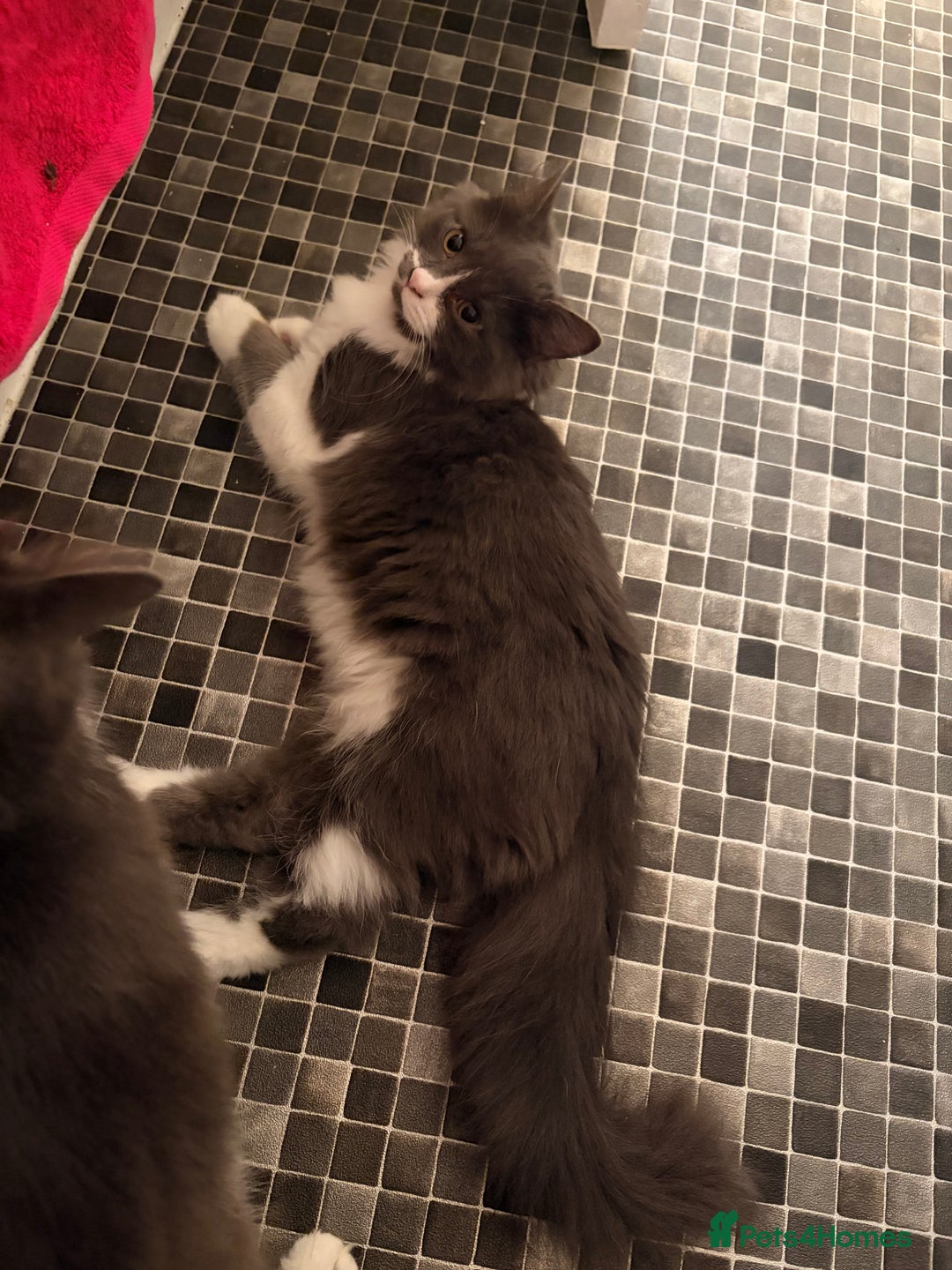 British Longhair cats for sale: 2 Male Kittens - Advert 2