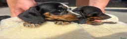 Miniature Dachshund dogs for sale: Miniature dachshunds  - Advert 6