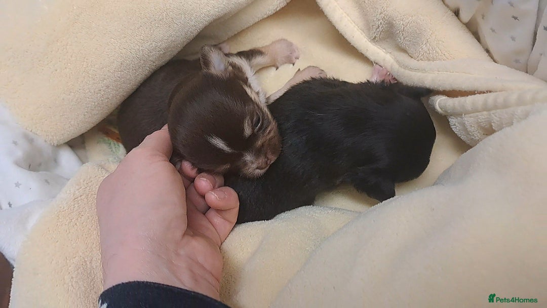 Chihuahua dogs for sale: Long Coat Chihuahua Puppies for Sale - Advert 3