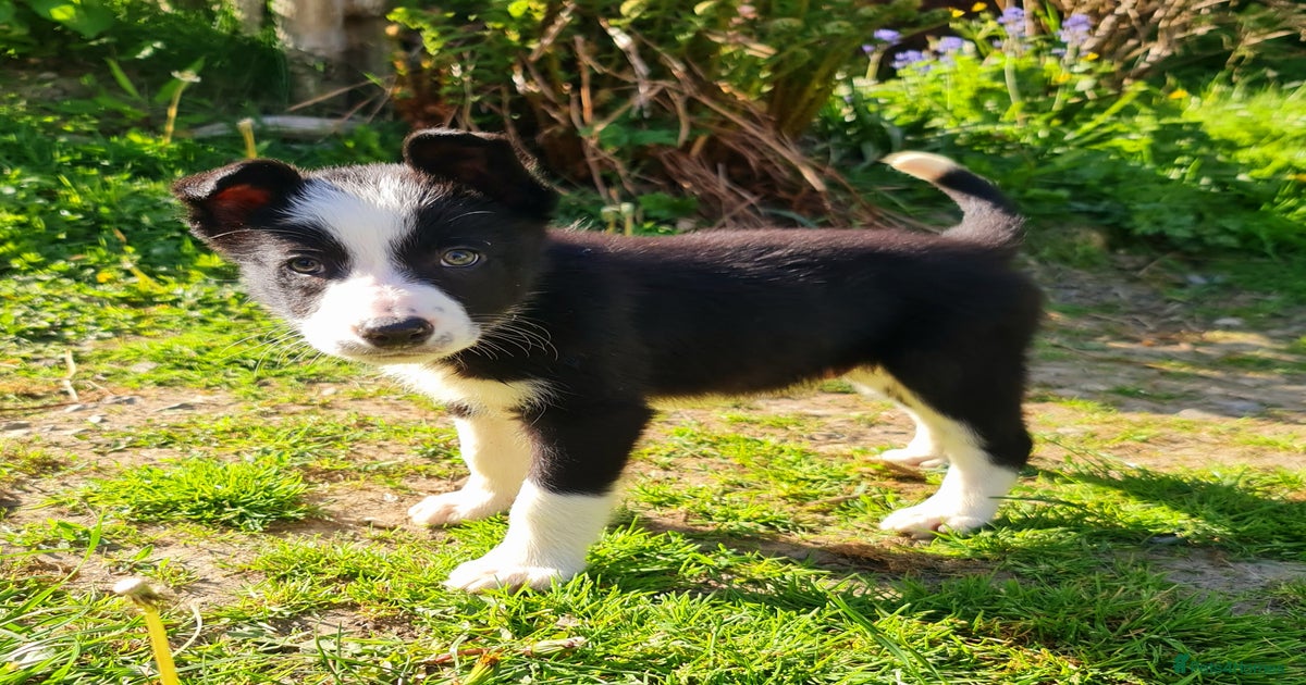 Collie Husky Mix White Bearded Collie Husky Mix