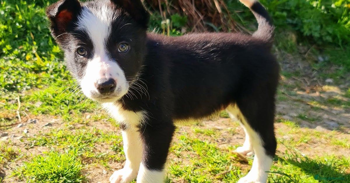 Collie Husky Mix White Bearded Collie Husky Mix
