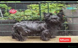 Yorkshire Terrier dogs for sale: Yorkshire Terrier puppies  - Image 17
