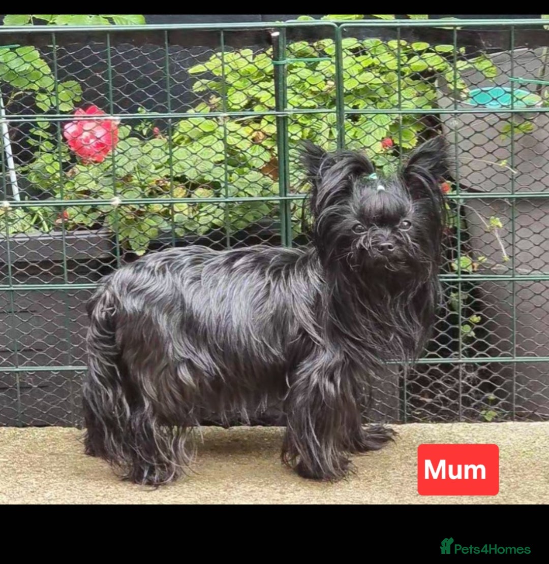 Yorkshire Terrier dogs for sale: Yorkshire Terrier puppies  - Image 17