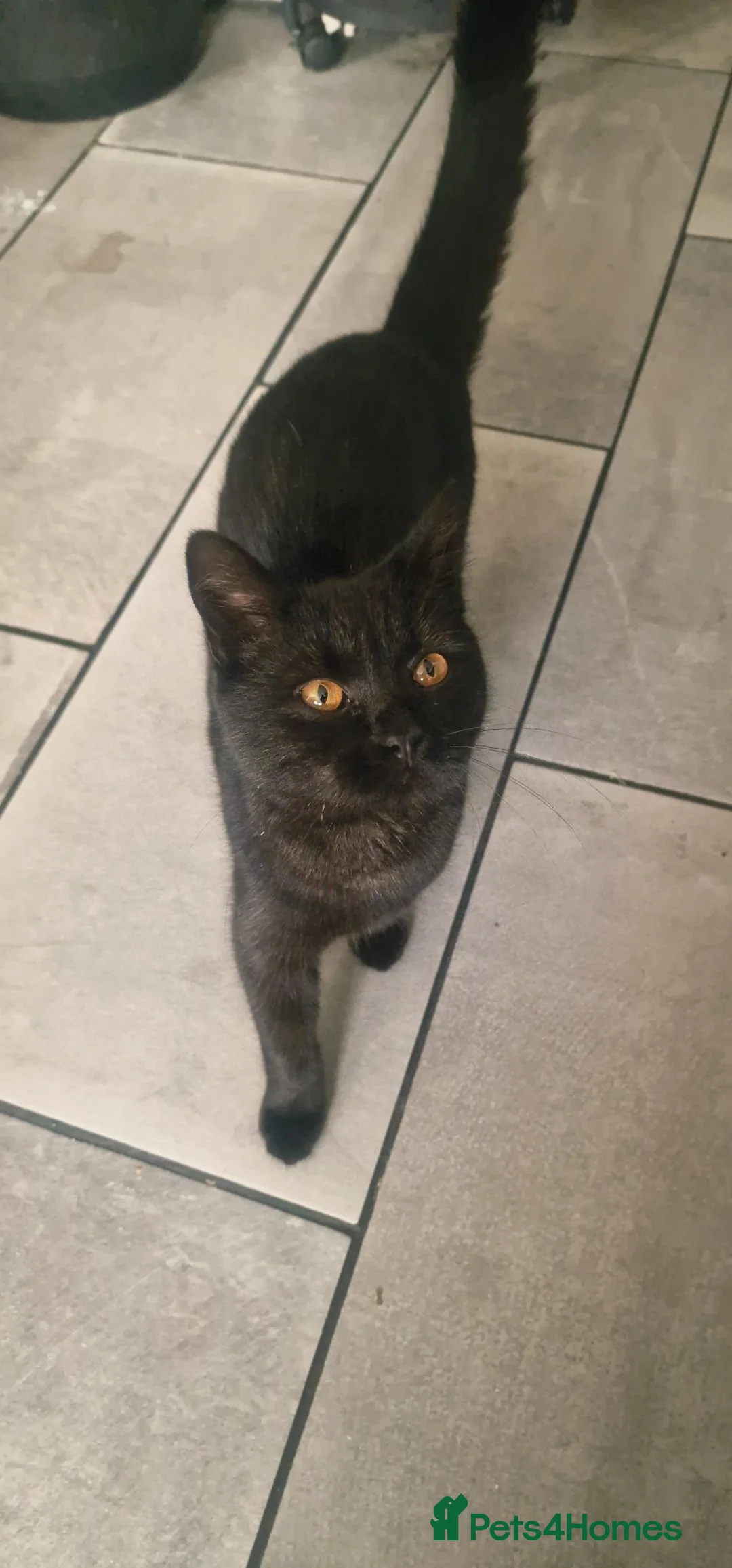 Mixed Breed cats for sale: Free kitten - Advert 2