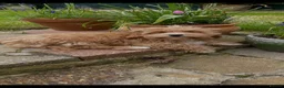 Maltipoo dogs for sale: DNA clear toy Asian lines maltipoo - Advert 2