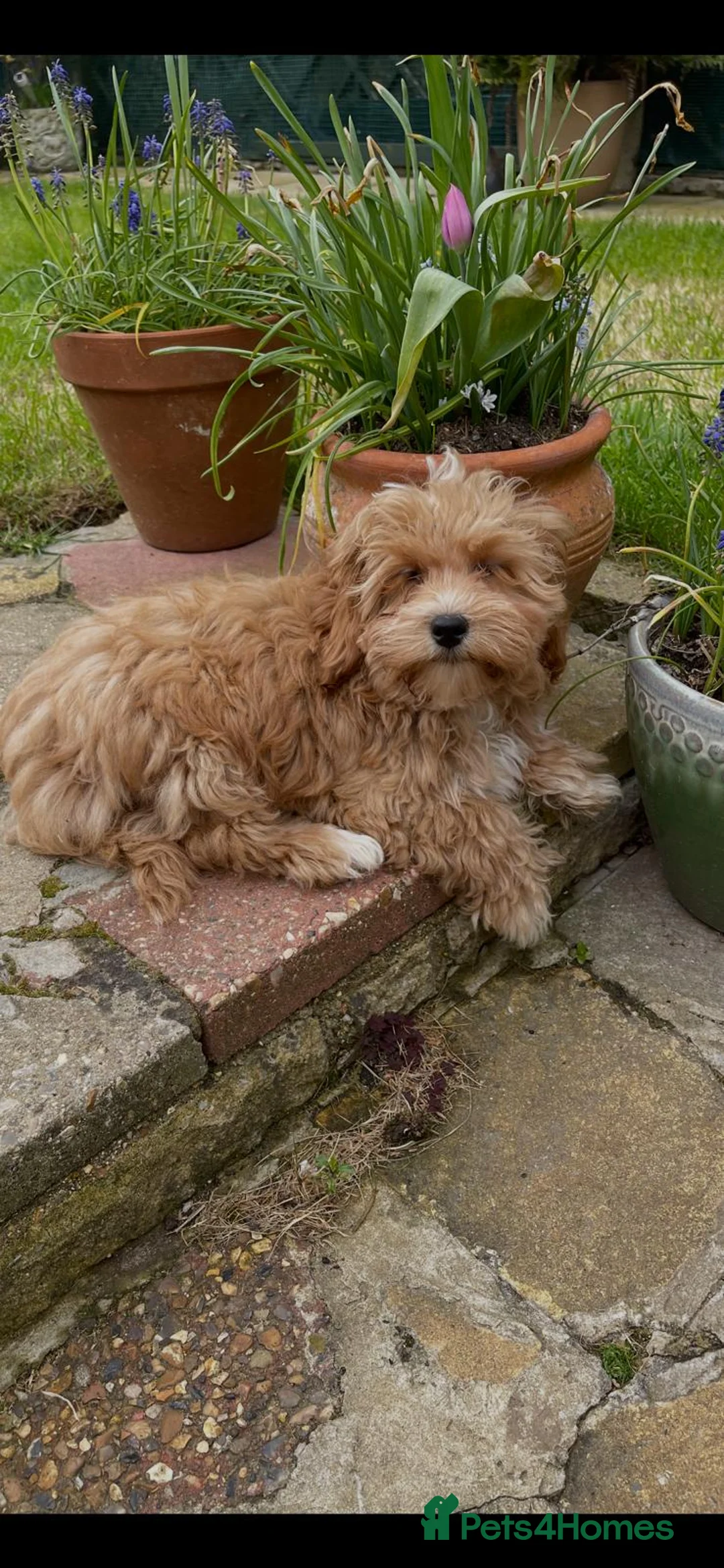 Maltipoo dogs for sale: DNA clear toy Asian lines maltipoo - Advert 2