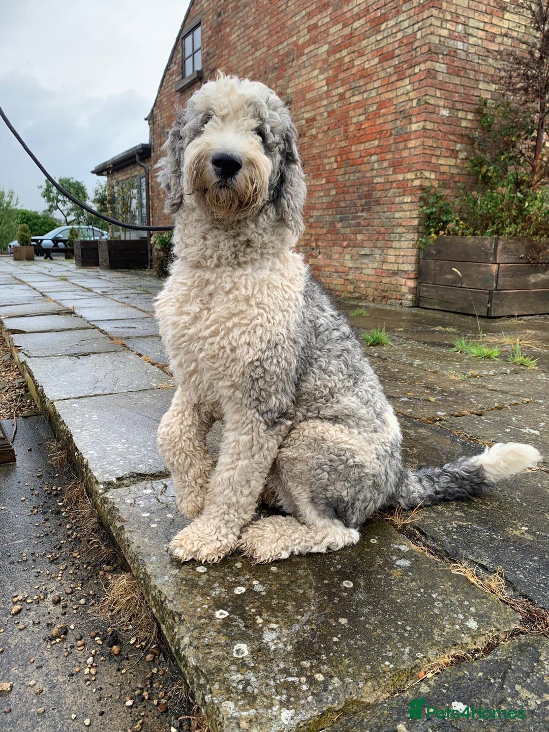 Sheepadoodle dogs for sale: Sheepadoodle Standard Size F1b puppies - Image 11