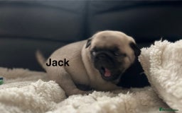 Pug dogs for sale: 1 pug (shug) who was reserved has became available - Image 4
