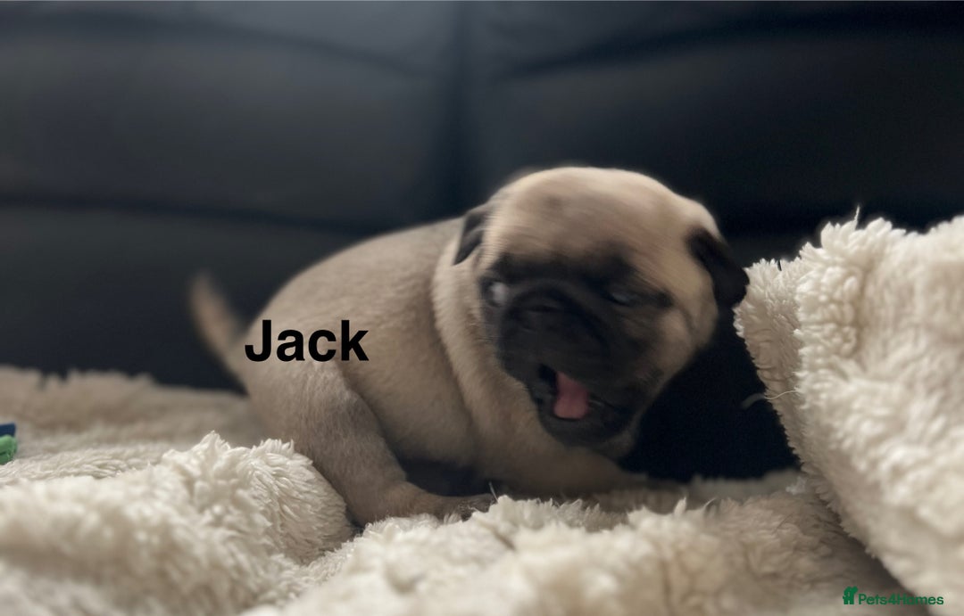 Pug dogs for sale: 1 pug (shug) who was reserved has became available - Image 4