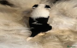 Border Collie dogs for sale: Border Collie puppies for sale - Image 16