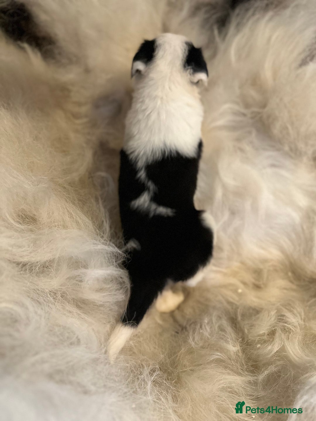 Border Collie dogs for sale: Border Collie puppies for sale - Image 16