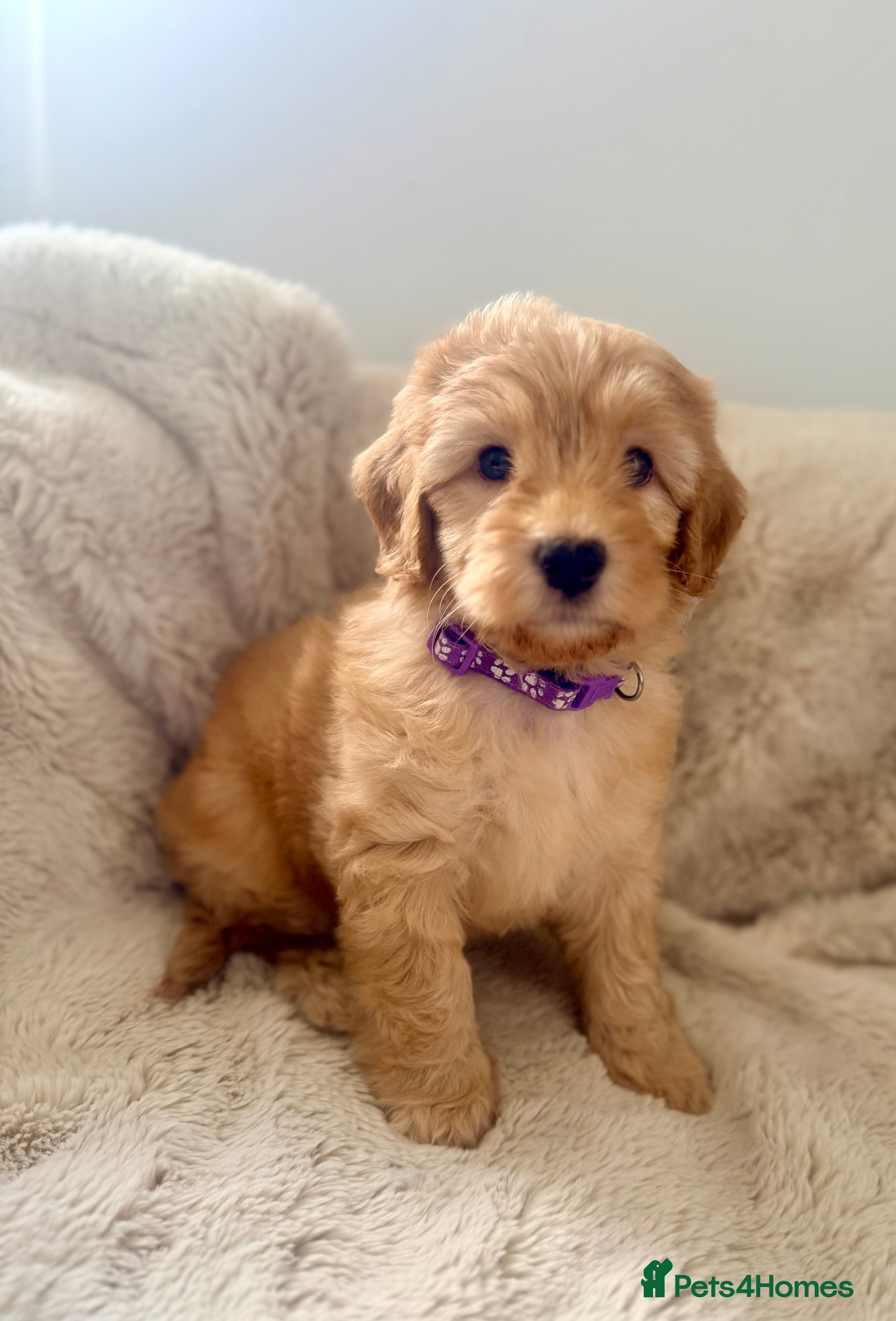 Cavapoo dogs Stunning F1b Cavapoo Puppies – 6 Girls & 2 Boys - Advert 2