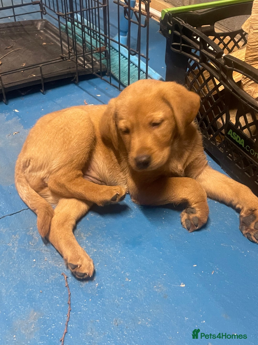 Labrador Retriever dogs for sale: Labrador red fox bitch - Advert 4