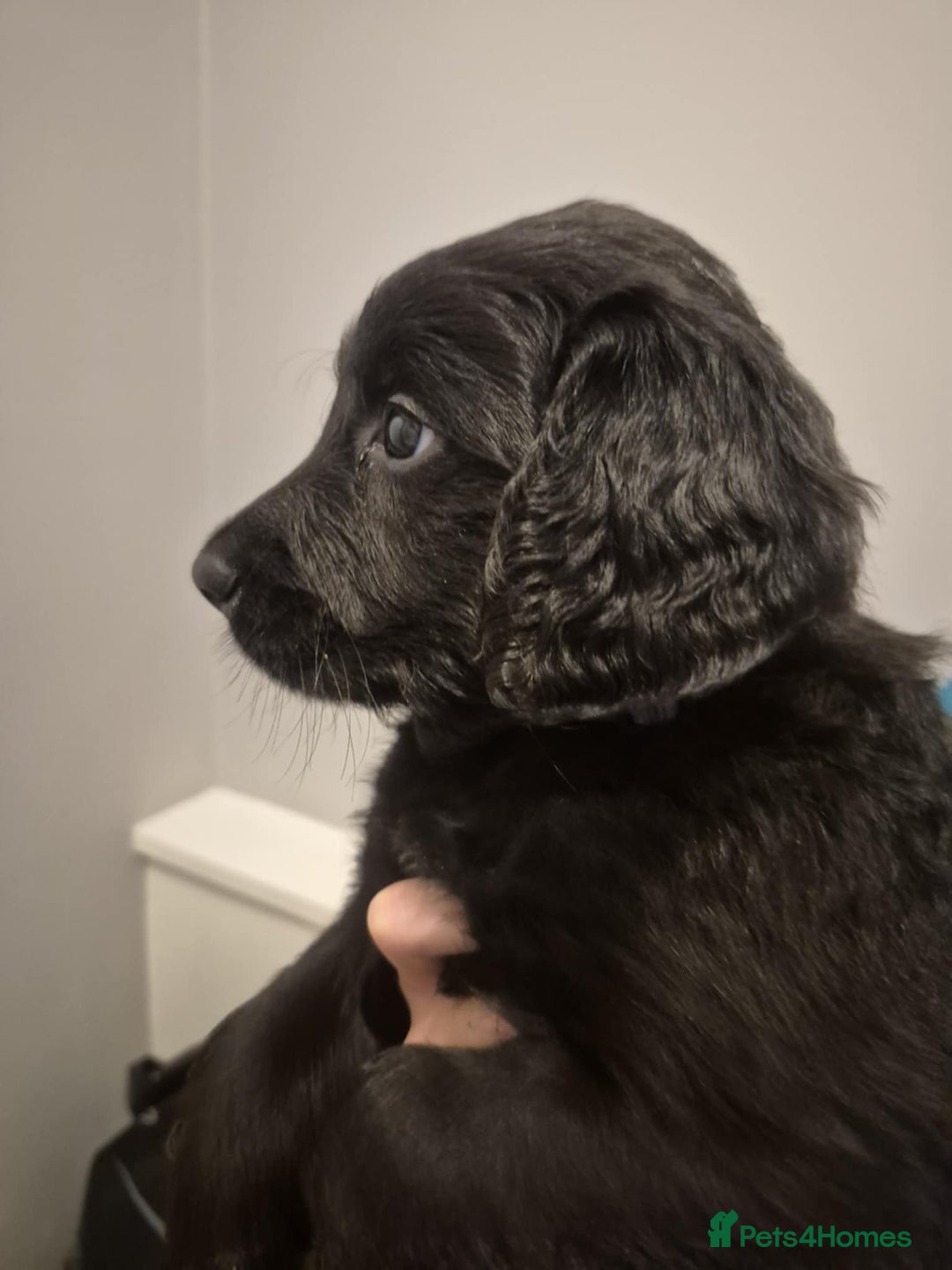 Goldendoodle dogs for sale: Goldendoodles. Family pets - Advert 34