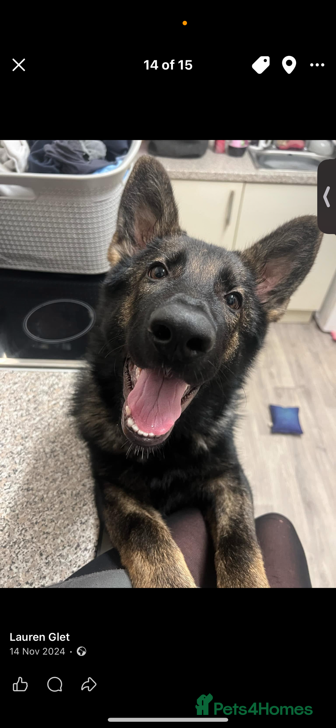 German Shepherd dogs for sale: Female German shepherd  - Advert 4