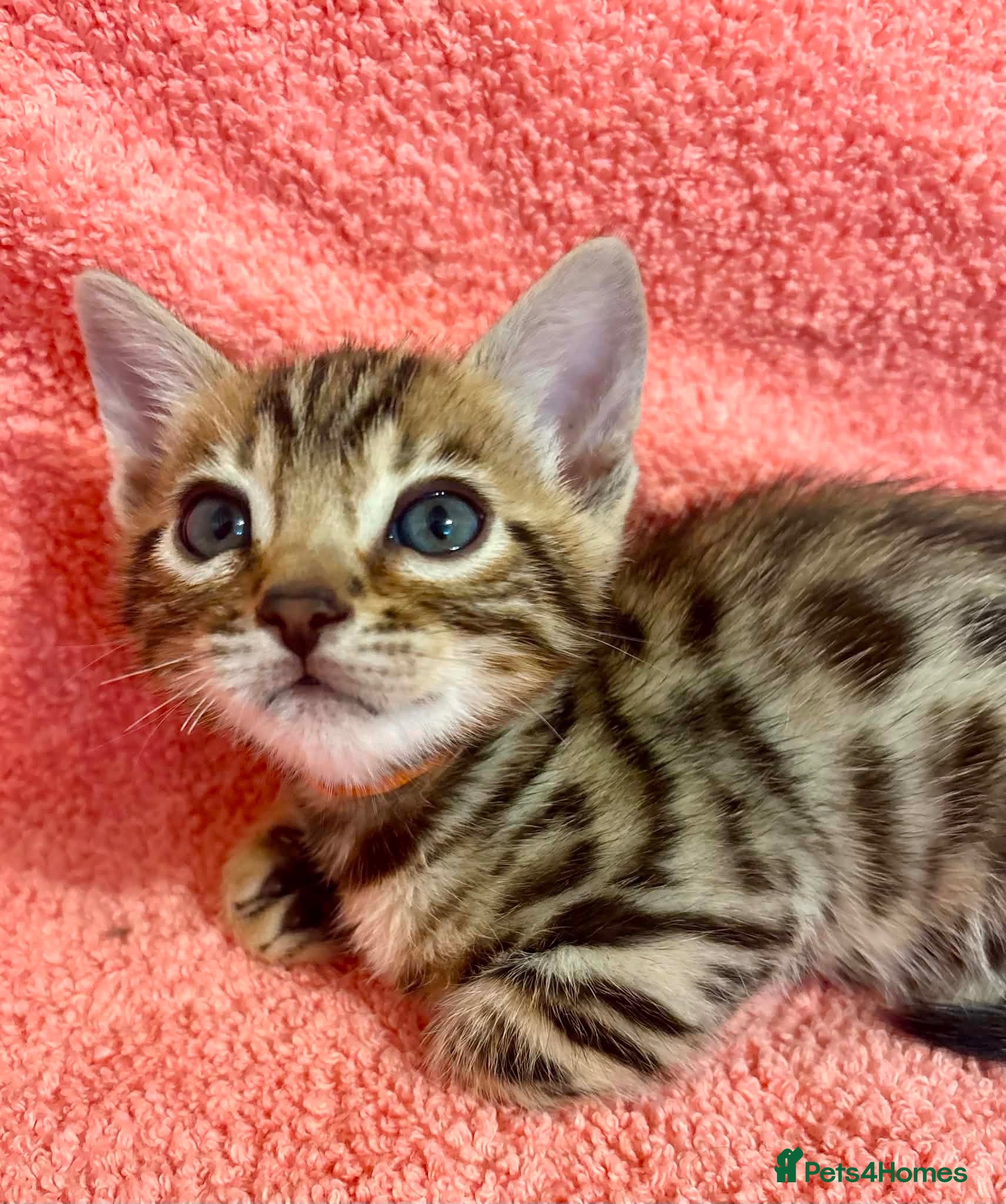 Bengal cats FINAL KITTEN!! Beautiful Bengal kittens .  - Advert 1
