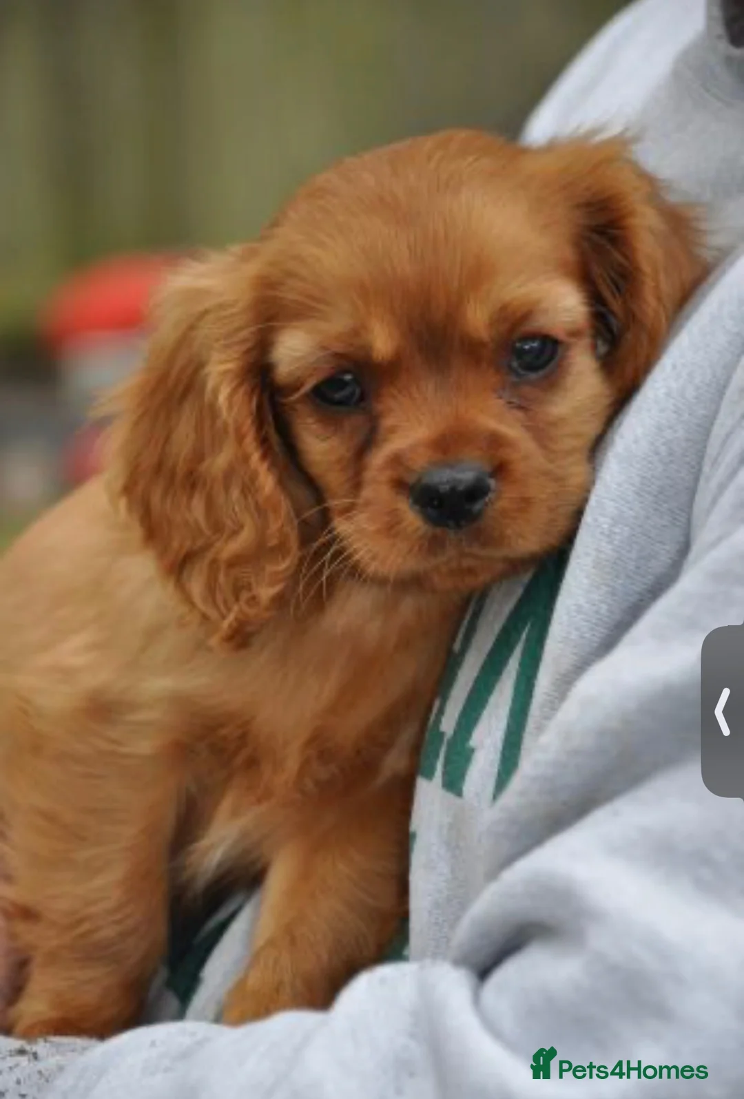 Cavalier King Charles Spaniel dogs for sale: Ruby Cavalier King Charles Spaniel Puppy in London - Advert 2