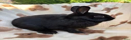 Netherland Dwarf rabbits for sale: Absolutely gorgeous young netherland dwarfs - Advert 2