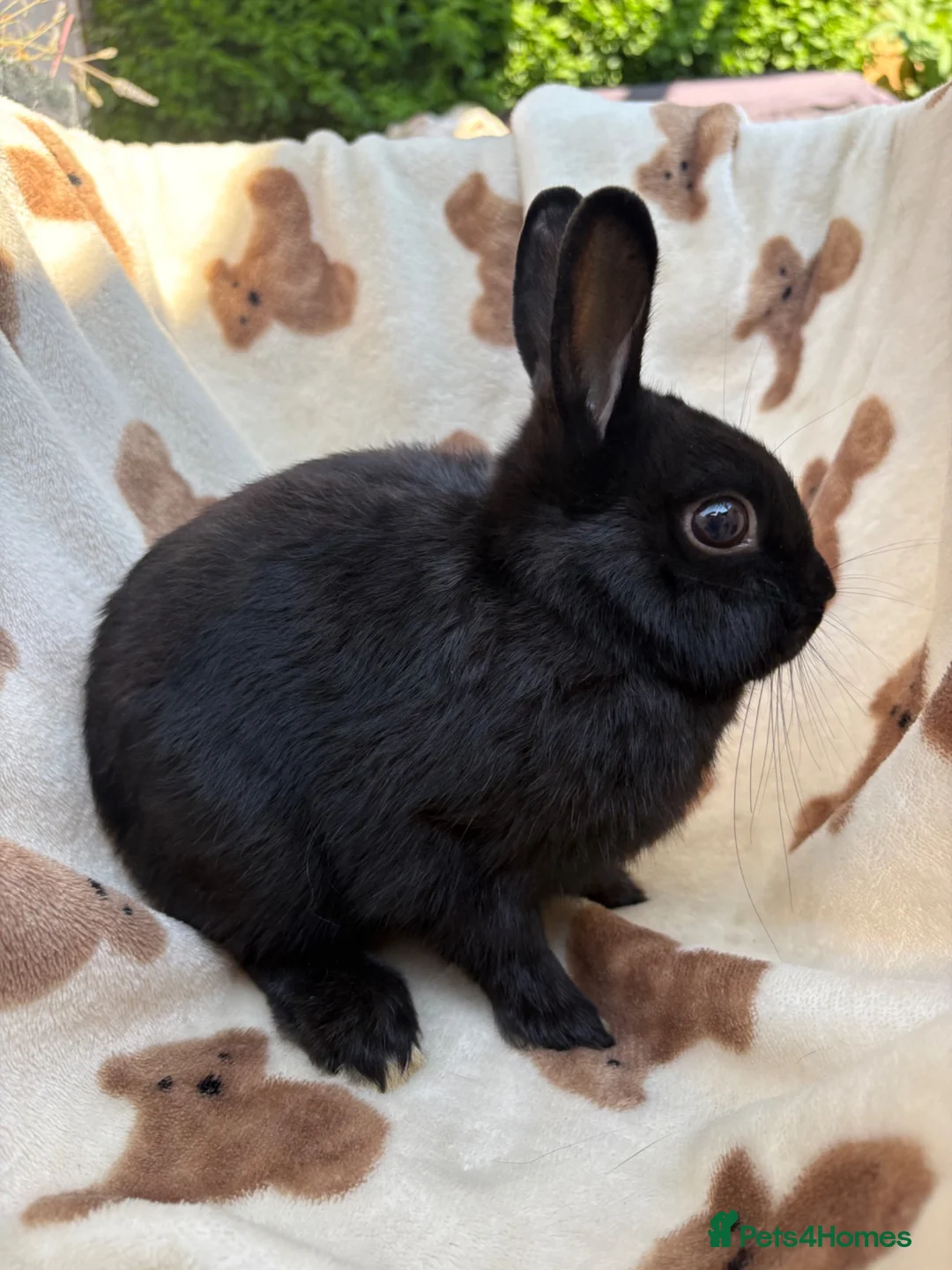 Netherland Dwarf rabbits for sale: Absolutely gorgeous young netherland dwarfs - Advert 2