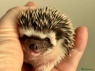 Pygmy Hedgehog rodents Girls Boys Ethically Bred African Pygmy Hedgehogs - Advert 1