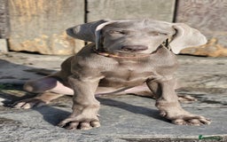 Pointer dogs for sale: 2 KC Registered Pointer Puppies - Image 6