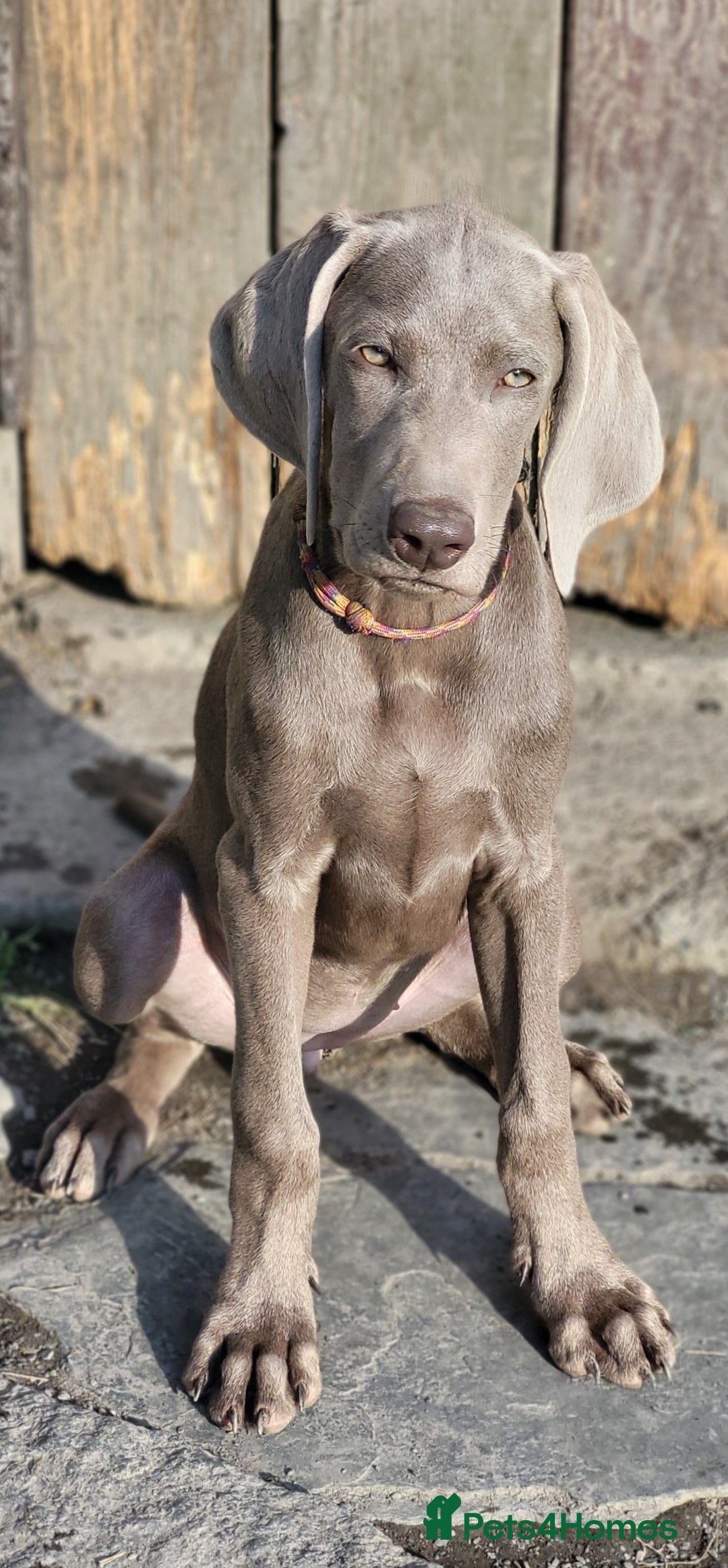 Pointer dogs for sale: 2 KC Registered Pointer Puppies - Image 6