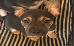 Mixed Breed dogs for sale: French bulldog cross jack russell pups for sale. - Image 8