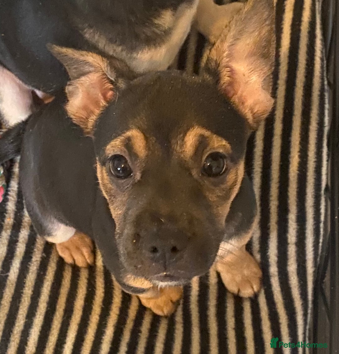 Mixed Breed dogs for sale: French bulldog cross jack russell pups for sale. - Image 8