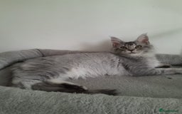 Maine Coon cats for sale: 3 maine coon girls black silver TICA pedigree - Image 10