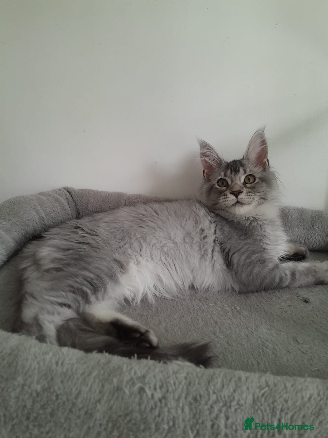 Maine Coon cats for sale: 3 maine coon girls black silver TICA pedigree - Image 10