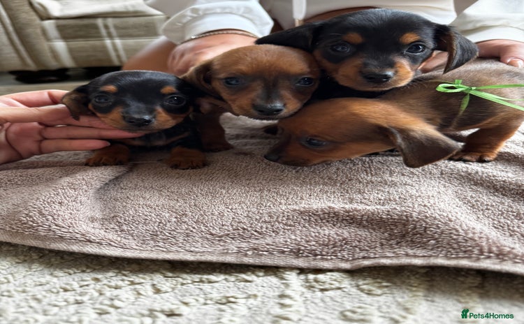 Miniature Dachshund dogs - Advert 6