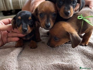 Miniature Dachshund dogs - Advert 31