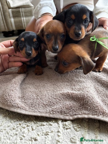 Miniature Dachshund dogs - Advert 4