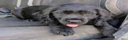 Cocker Spaniel dogs for sale: Ready now, black male pedigree cocker spaniel pup - Advert 6