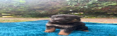 German Shepherd 1