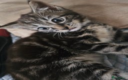 Munchkin cats for sale: Cute addorable kitten ready to leave immediately  in London - Image 24