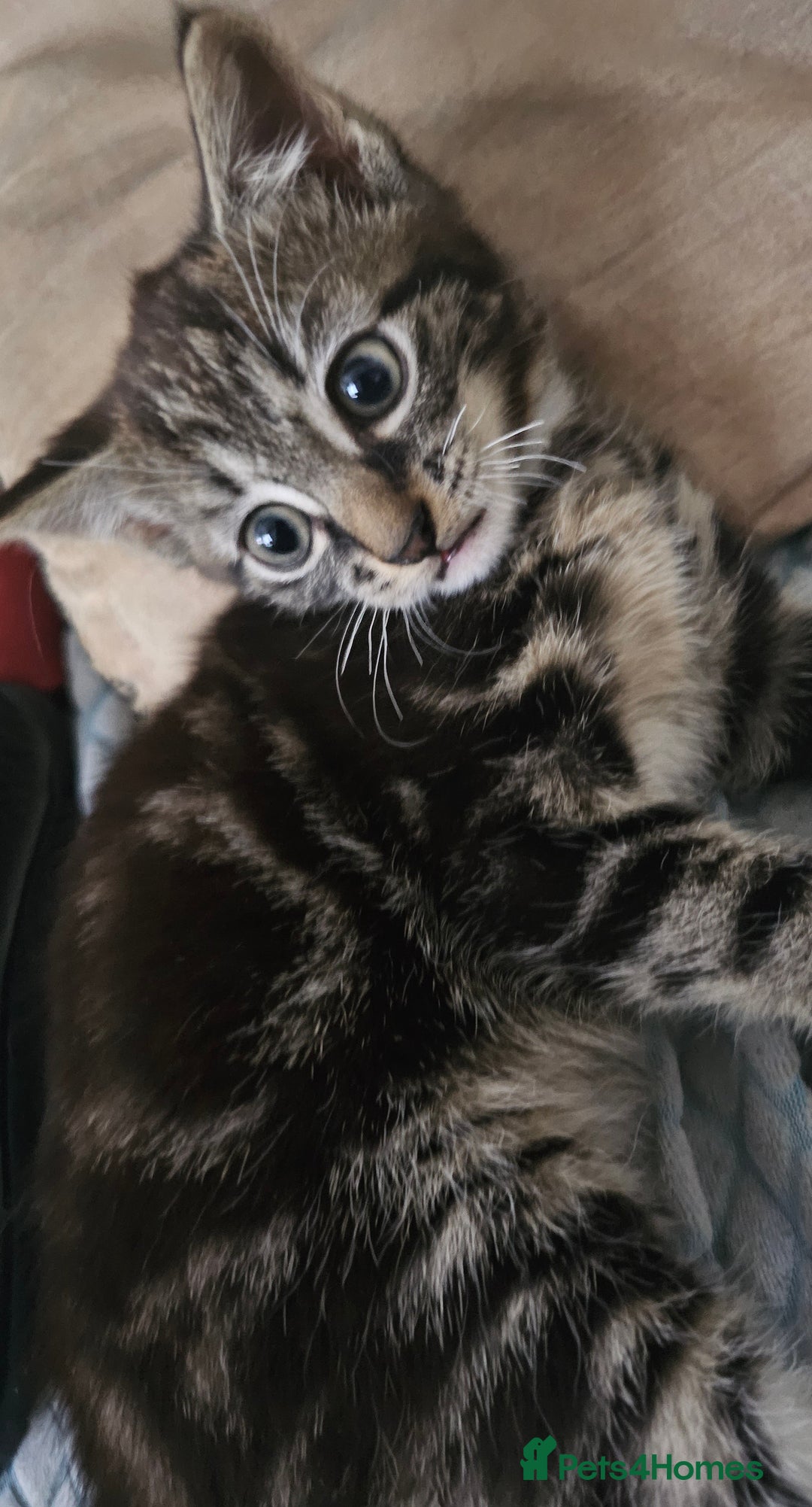 Munchkin cats for sale: Cute addorable kitten ready to leave immediately  in London - Image 24