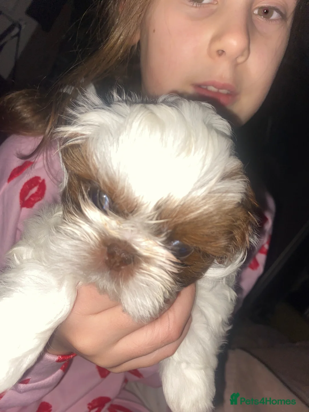 Shih Tzu dogs for sale: Imperial shih tzu in Liverpool - Advert 3