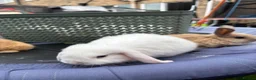Mini Lop rabbits for sale: Pure breed Mini Lops  - Advert 19