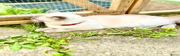 Ragdoll cats for sale: STUNNING  - Advert 5