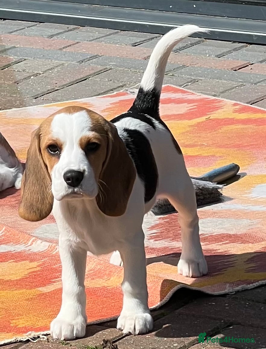 Beagle dogs Female kc reg Beagle puppy READY NOW  - Advert 1