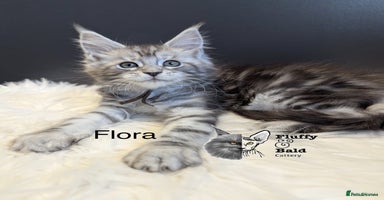 Maine Coon cats - Advert 16
