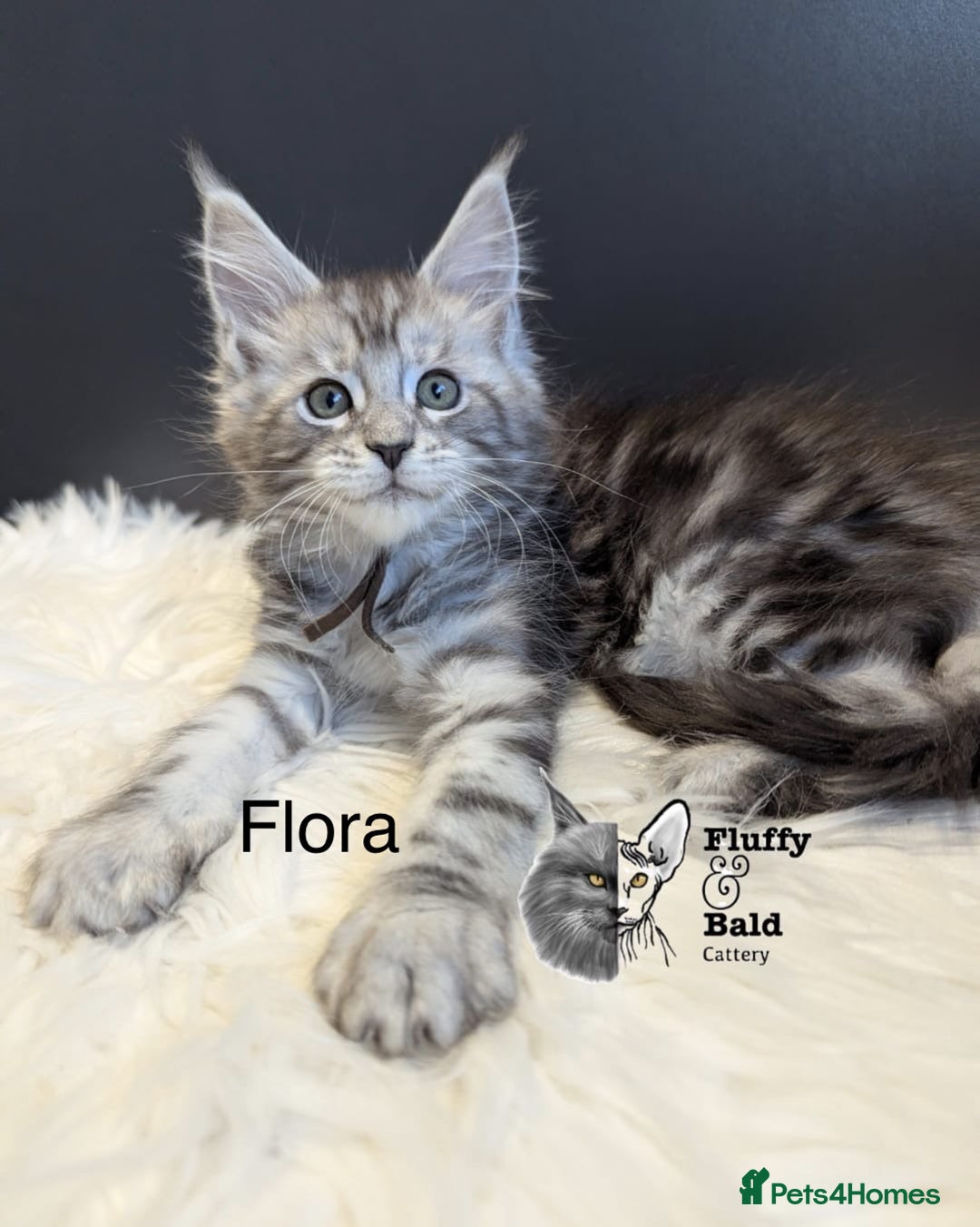 Maine Coon cats for sale: Beautiful silver tabby babies  - Image 3