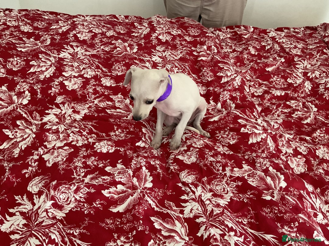 Italian Greyhound dogs for sale: Gorgeous Italian greyhound puppies  - Image 33